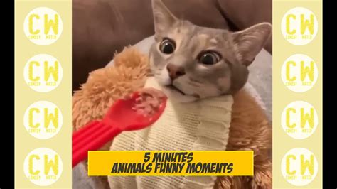 Try Not Laugh Funny Animals Video🐶🐵🐺🐯 Will Be Worth It
