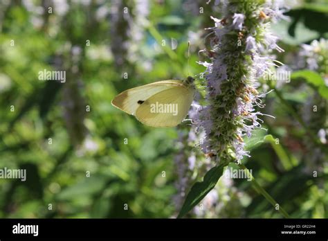 A Butterfly Feeding On A Flower Stock Photo Alamy