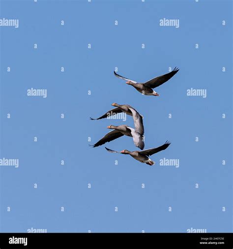 Geese Flying One Above The Other In Blue Sky Stock Photo Alamy