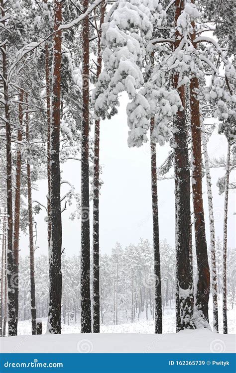 Winter Landscape In The Forest With Tall Pines Stock Image Image Of