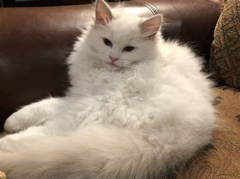 Our main priority is to raise kittens who have amazing ragdoll temperaments and are healthy. Ragdoll kittens for sale in Dallas Metroplex area | Texas ...