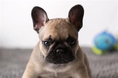 Find local french bulldog puppies for sale and dogs for adoption near you. French Bulldog Puppies For Sale | San Antonio, TX #333626