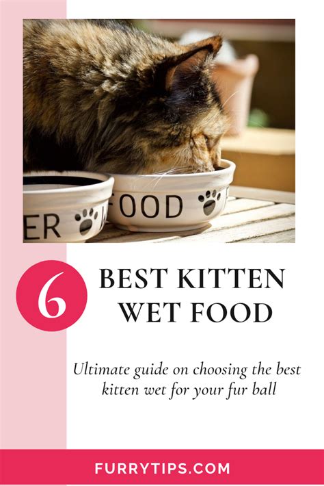 Best wet cat food of 2021: The Best Kitten Wet Food To Buy In February 2020 | Kittens ...