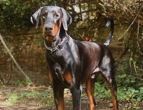 Doberman Guide Exercise Needs Stories And Tips Borrowmydoggy