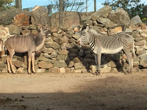 Artis Zoo Amsterdam Places Ive Been Amsterdam World