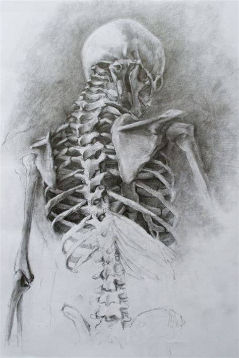 Skeleton Drawings Anatomy Art