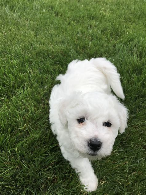 Bichon Frise Puppies For Sale | Portland, OR #214870