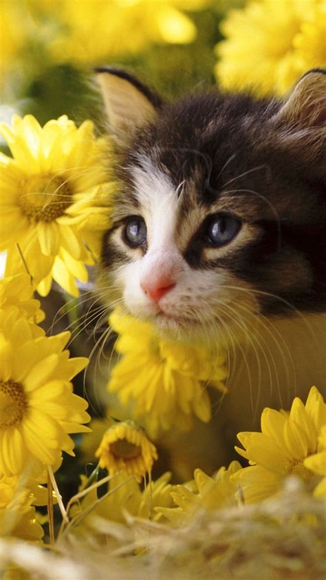 Kitten Flowers Yellow Baby Lovely Kitties Pinterest