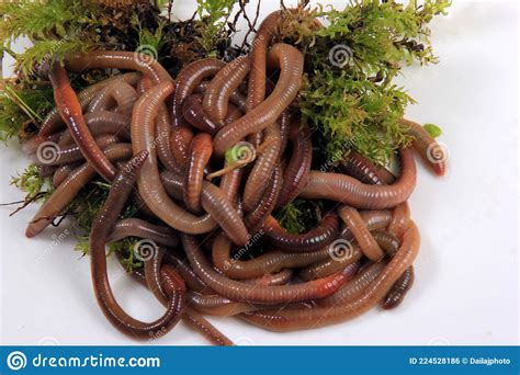 Common Earthworm Nightcrawler Lumbricus Terrestris Group Of Earthworm