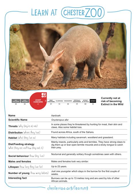 Animal Fact File Aardvark Schools