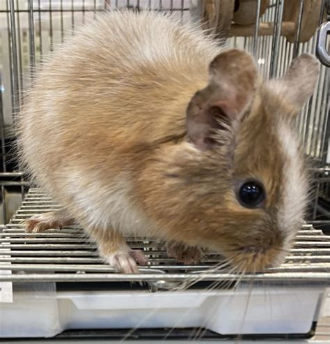 The degus are a group of octodontid rodents in the octodontidae family, but historically referred to the common degu (o. デグー｜ペット検索｜ペット大好き!
