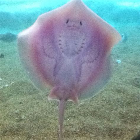 This A Picture Of The Bottom Of A Stingray It Looks Like A Smile Hahaha