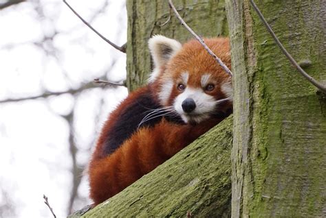 Kleiner Panda Foto And Bild Natur Zoo Tiere Bilder Auf Fotocommunity