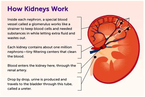 How Kidneys Work Diagram Anatomy System Human Body Anatomy Diagram