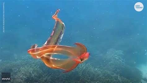 Rare Blanket Octopus Spotted In Once In A Lifetime Encounter