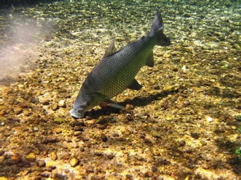 Curimatã Peixe Características Reprodução Alimentação Curiosidades
