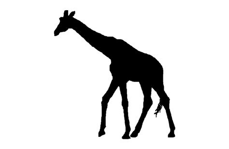 Giraffe Vector Silhouettes Giraffes Silhouette No Background Clip Art