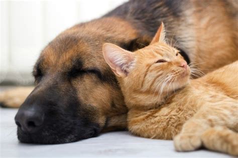 We want to know how long a dog diagnosed with lymphoma has to live, so we can know how to react emotionally and lymphomas vary widely in their aggressiveness, and the prognosis will also depend on the stage of your dog's cancer at the time of treatment and the choice of treatment itself. Raising Cats and Dogs Together | ThriftyFun