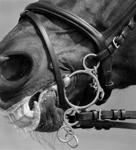 13223 Horse Head Close Up Stock Photos Free And Royalty Free Stock
