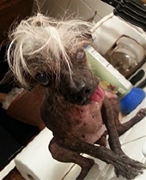 Worlds Ugliest Dog Contest 2014 Meet The 20 Canine Contestants Photos