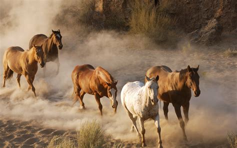 Animals Horses Herd Running Dust Wallpaper Widescreen Hd