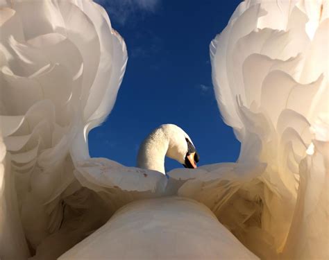 Top Shot A Swan Perspective Top Shot Features Editors Spotlight