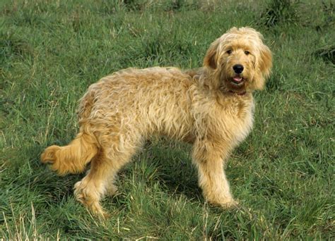 Click here for breeders who will ship a puppy to you! Goldendoodle - My Dog Breeders - Part 93
