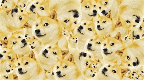 Dog Meme Wallpapers Wallpaper Cave