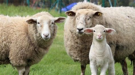 Sheep And Ram Spirit Animal Totem Symbolism And Meaning