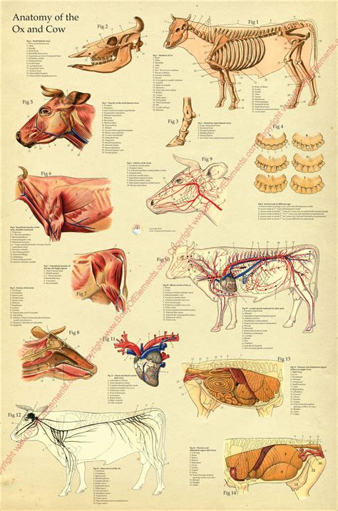Cow Ox Anatomy Poster Body Of Elements
