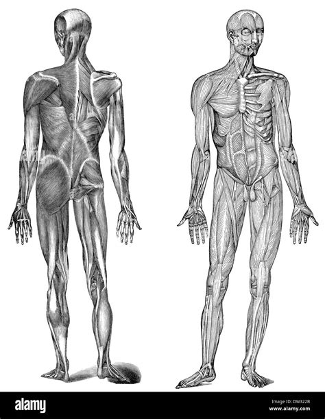 Musculos Cuerpo Humano Imágenes De Stock En Blanco Y Negro Alamy