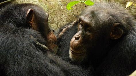 Chimps Culture Ruined By Humans Deforestation Poaching Study