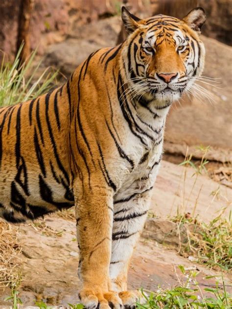 Maya From Tadoba To Kankati From Bandhavgarh 5 Famous Tigers From