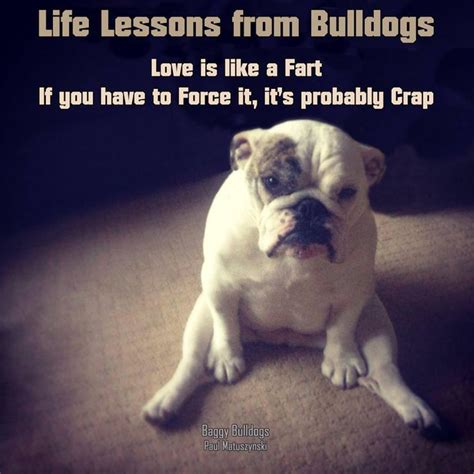 85 Best Images About Bulldog Memes On Pinterest Funny Puppies Funny