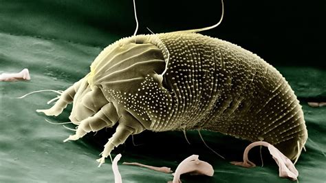 Dust Mite Microscope