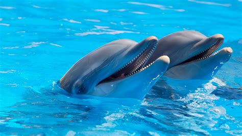 2 Dolphin During Daytime Hd Wallpaper Wallpaper Flare