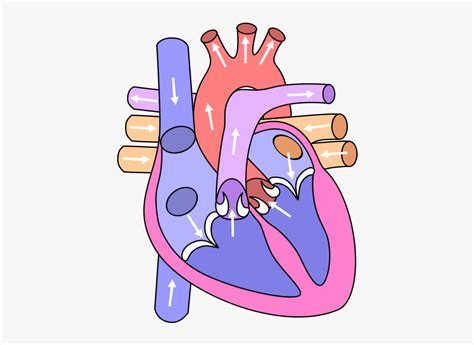 Heart Diagram Clipart Circulatory System Heart Drawing Hd Png