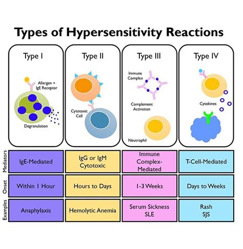 Types Of Hypersensitivity Reactions Type I Lge Mediated Grepmed
