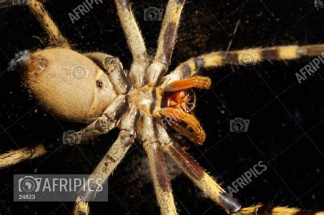 Afripics A Full Length View Of A Wolf Spider
