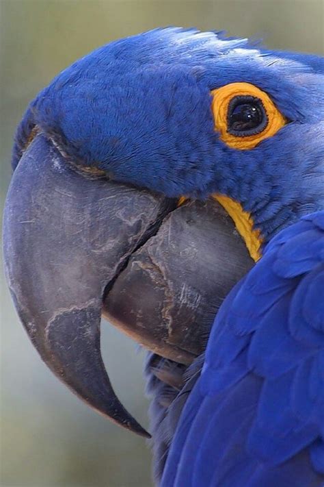 Tons of awesome blue bird wallpapers to download for free. Blue and gold macaw | Pretty birds, Pet birds, Bird pictures