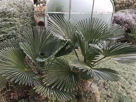 Protecting Palm Trees in Winter