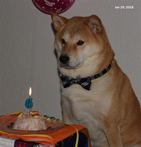 Dogecoin sets itself apart from other digital currencies with an amazing, vibrant community made up of friendly folks just like you. birthday doge | Tumblr