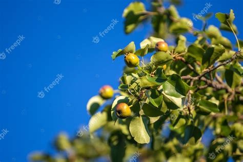 Premium Photo Small Green Fruit Of A Pear Tree Grows In The Garden