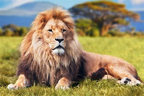 Find your favourite animal and bird below to learn more fun facts about them. 55 Interesting And Fun Lion Facts For Kids