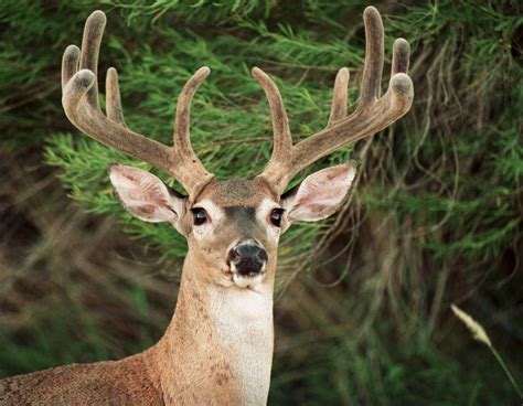 Rains Fuel Boom Year For Texas Whitetail Deer