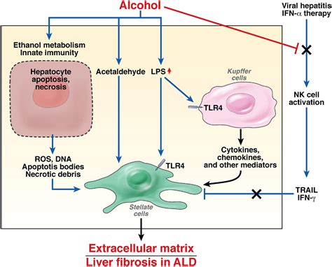 Alcoholic Liver Disease Pathogenesis And New Therapeutic Targets