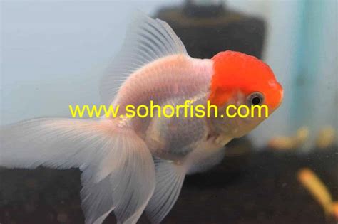 Fantail Red White Carassius Auratus Ornamental Freshwater Fish