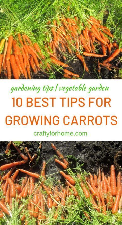10 Best Tips For Growing Carrots Carrot Gardening Growing Carrots