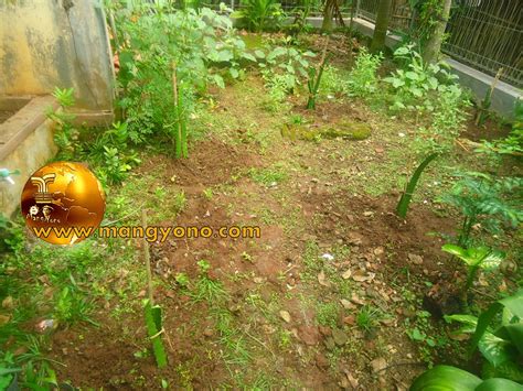 Waktu terbaik untuk menanam pohon mangga adalah di musim panas saat cuaca hangat, karena mereka menyukai banyak sinar matahari. Cara menanam pohon buah Naga dengan stek batang ~ Blog ...