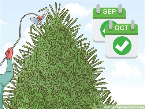 4 Ways To Prune Evergreen Trees Wikihow